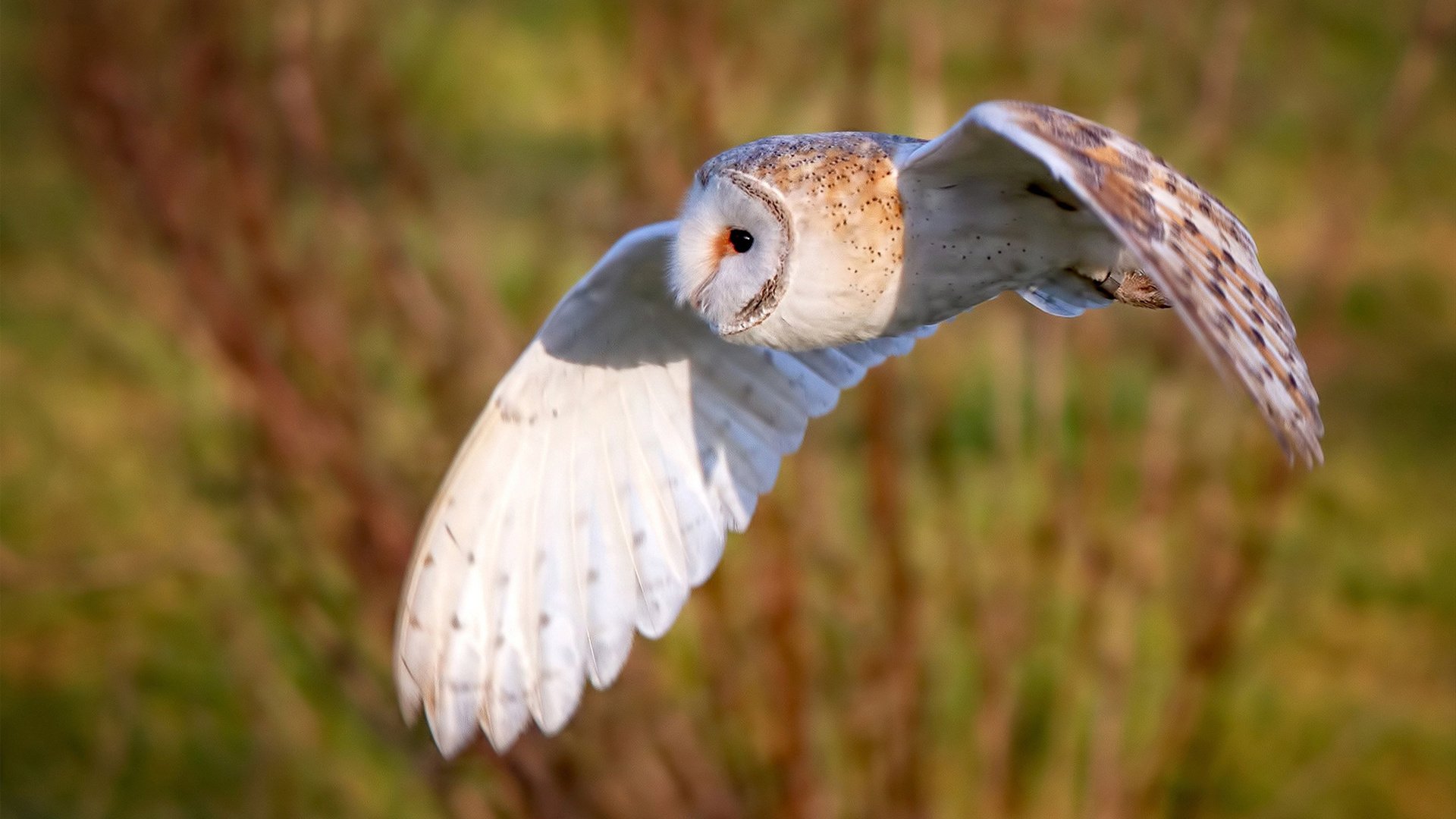 今夜，梅阿查只记住一个名字